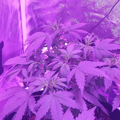 Think Different  growlog timeline photo