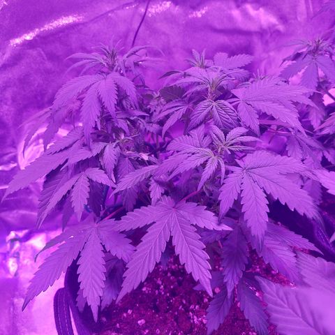 Think Different  growlog timeline photo