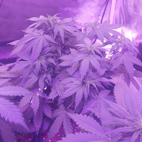 Think Different  growlog timeline photo