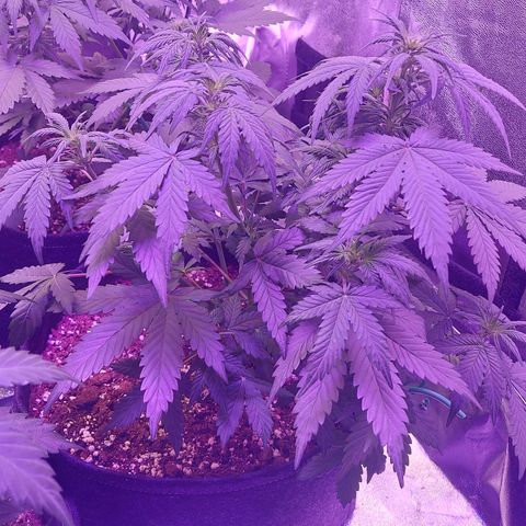 Think Different  growlog timeline photo