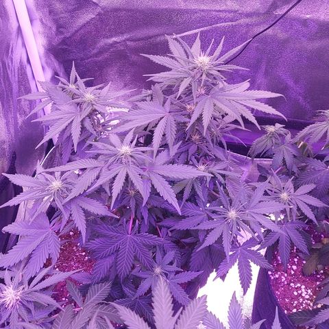 Think Different  growlog timeline photo