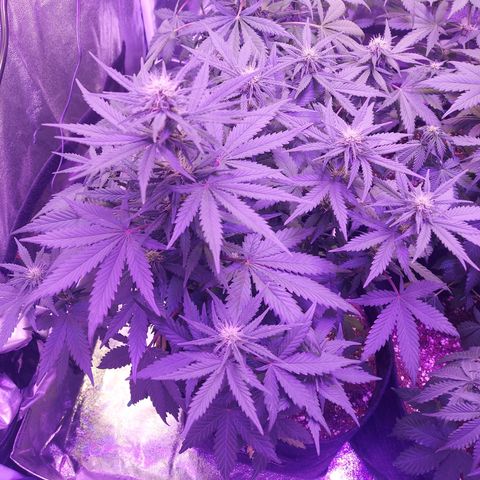 Think Different  growlog timeline photo