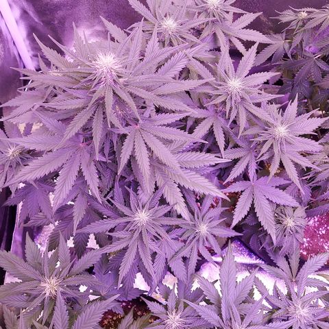 Think Different  growlog timeline photo
