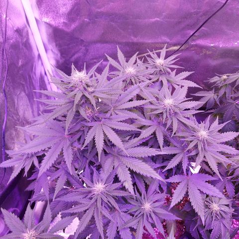 Think Different  growlog timeline photo