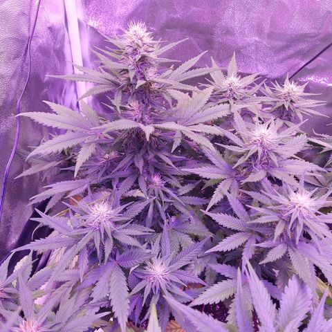 Think Different  growlog timeline photo
