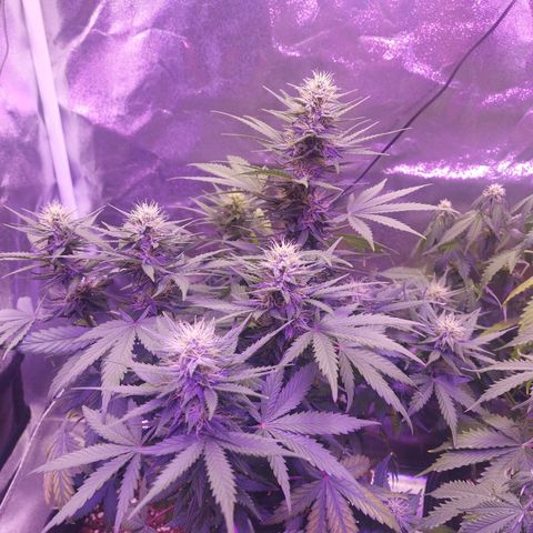 Think Different  growlog timeline photo