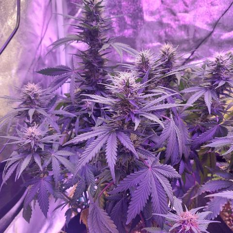 Think Different  growlog timeline photo