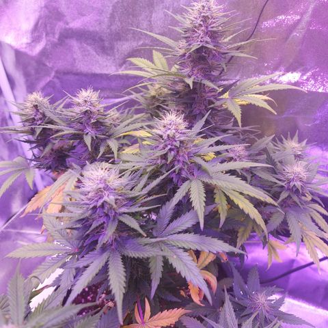 Think Different  growlog timeline photo