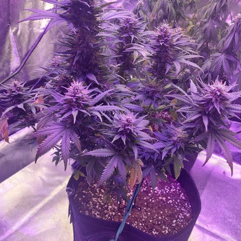 Think Different  growlog timeline photo