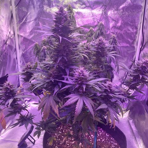 Think Different  growlog timeline photo