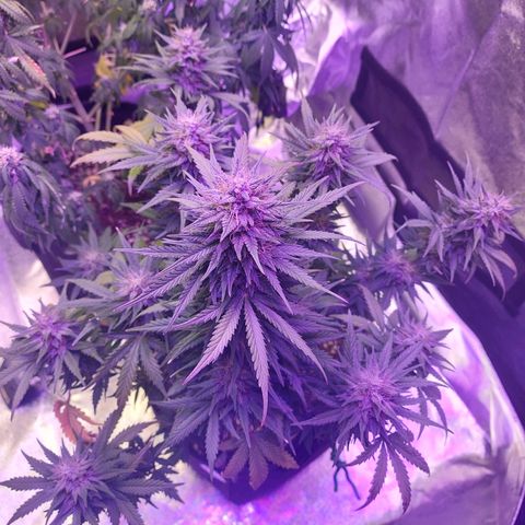 Think Different  growlog timeline photo