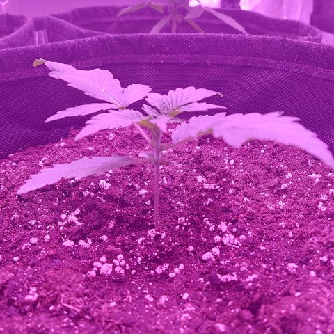 Sensi Skunk Automatic  growlog timeline photo