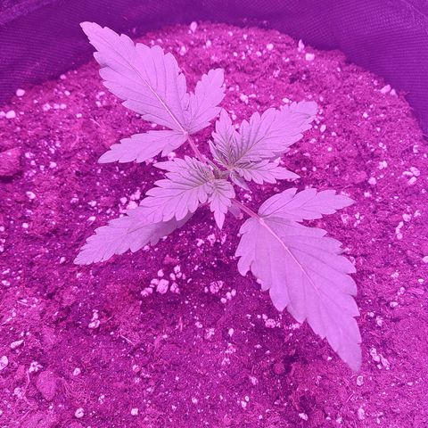 Sensi Skunk Automatic  growlog timeline photo