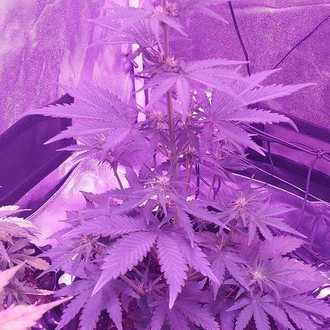 Sensi Skunk Automatic  growlog timeline photo