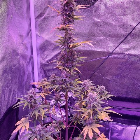Sensi Skunk Automatic  growlog timeline photo