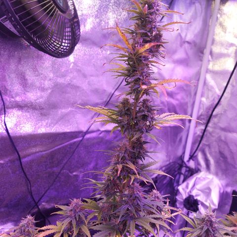 Sensi Skunk Automatic  growlog timeline photo