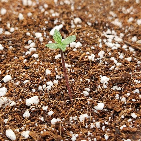 Wurth Widow growlog timeline photo