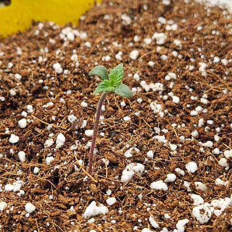 Lauterbud growlog timeline photo