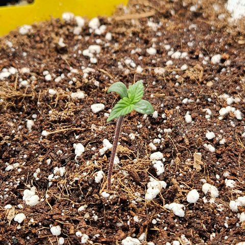 Lauterbud growlog timeline photo