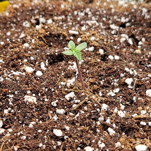 Wurth Widow growlog timeline photo
