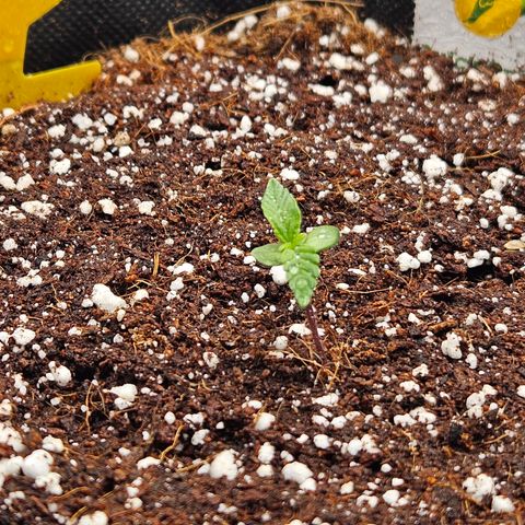 Wurth Widow growlog timeline photo
