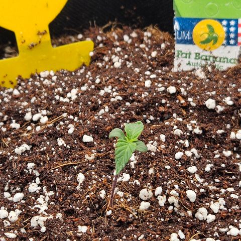Lauterbud growlog timeline photo