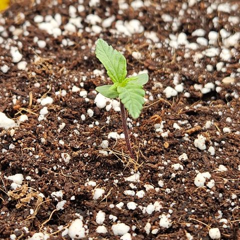 Wurth Widow growlog timeline photo