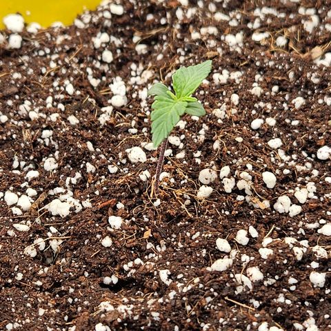 Lauterbud growlog timeline photo