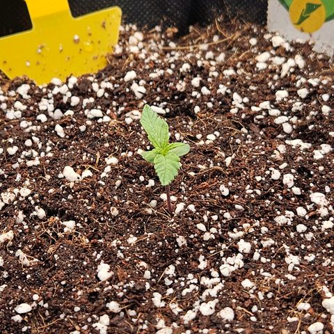 Wurth Widow growlog timeline photo