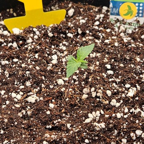 Lauterbud growlog timeline photo