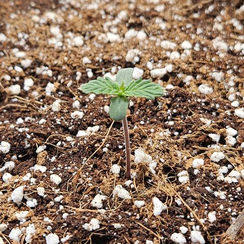 Kretschmer Kush growlog timeline photo