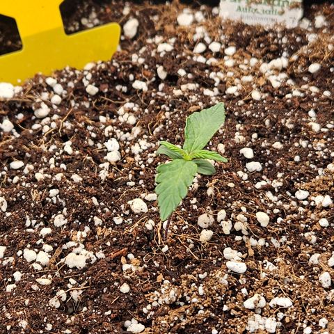 Lauterbud growlog timeline photo