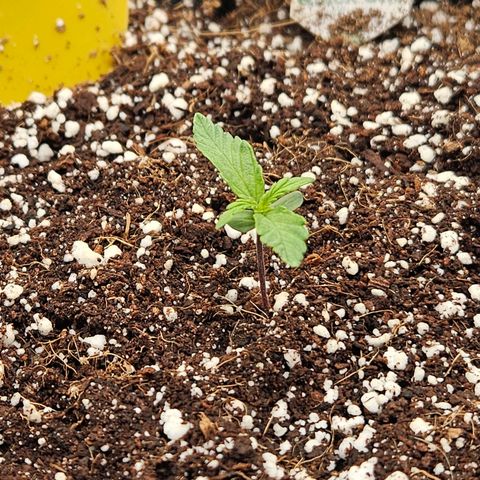 Wurth Widow growlog timeline photo