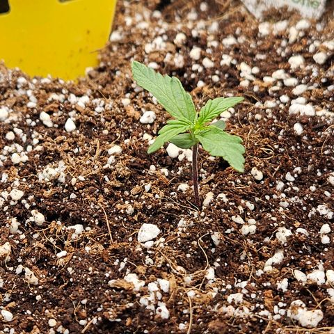 Wurth Widow growlog timeline photo