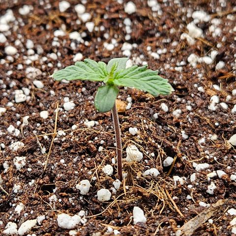 Kretschmer Kush growlog timeline photo