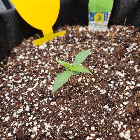 Lauterbud growlog timeline photo