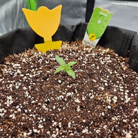 Wurth Widow growlog timeline photo