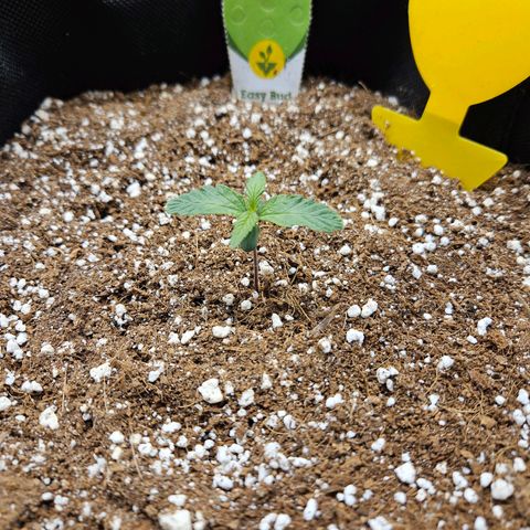Kretschmer Kush growlog timeline photo