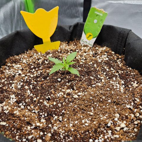 Wurth Widow growlog timeline photo