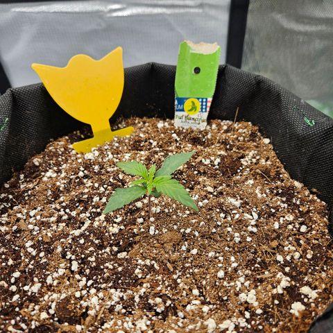 Lauterbud growlog timeline photo