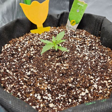 Wurth Widow growlog timeline photo