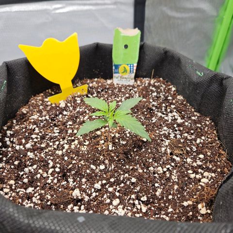Lauterbud growlog timeline photo