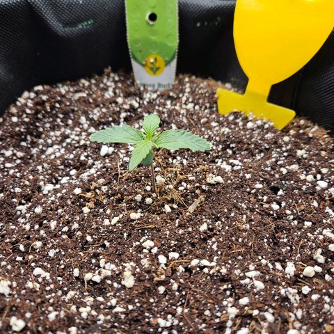 Kretschmer Kush growlog timeline photo