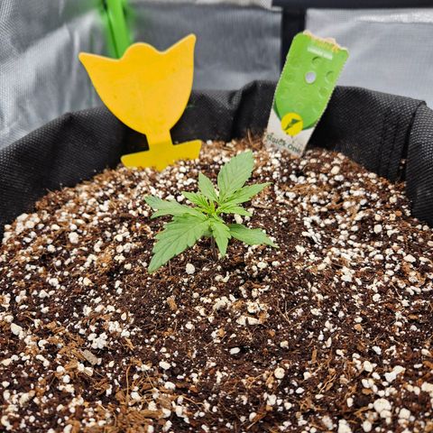 Wurth Widow growlog timeline photo