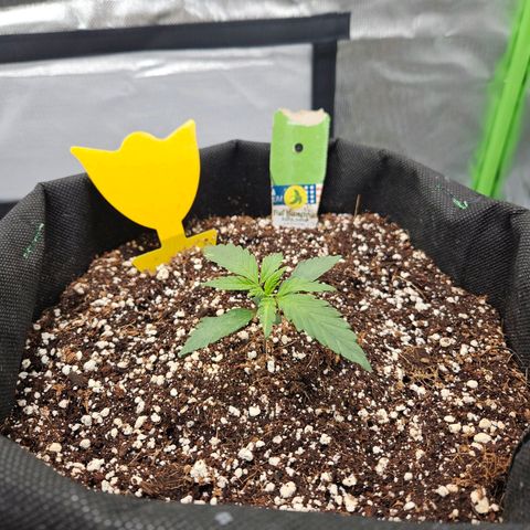 Lauterbud growlog timeline photo