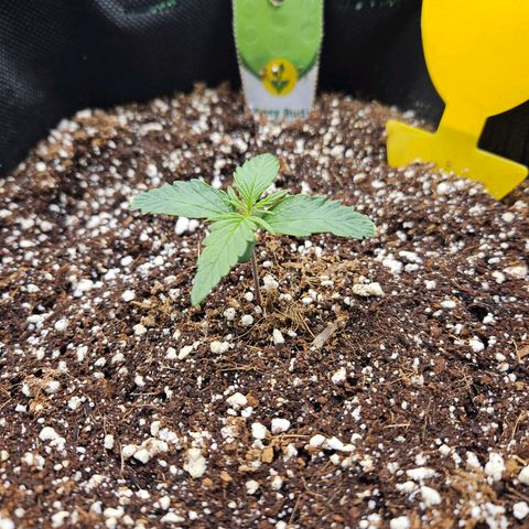 Kretschmer Kush growlog timeline photo