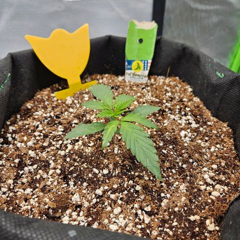 Lauterbud growlog timeline photo