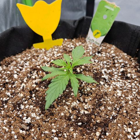 Wurth Widow growlog timeline photo