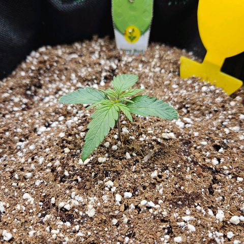 Kretschmer Kush growlog timeline photo