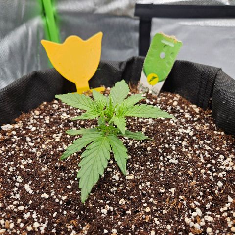Wurth Widow growlog timeline photo